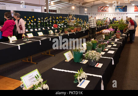 Christchurch, Nuova Zelanda. Il 15 settembre 2018. Fiore di primavera mostra. Ospitato dalla Nuova Zelanda il giardino alpino Società & Società rododendro e compresa la Canterbury Horticultural Society Daffodil Show. Credito: Carpe Diem/Alamy Live News Foto Stock