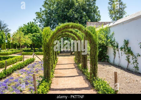 Cordoba, Spagna - 20 Giugno 2017: Piante e liane nei giardini dell'Alcazar de los Reyes Cristianos, Cordoba, Spagna, Europa, Andalusia Foto Stock