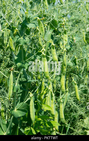 Pianta di pisello di vegetali Foto Stock