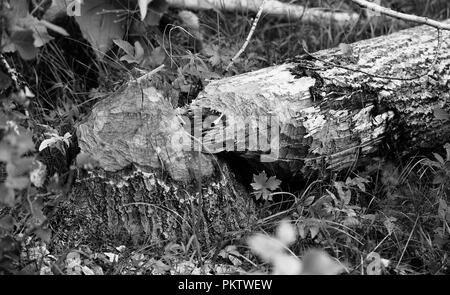 Caduto rosicchiato albero in bianco e nero Foto Stock