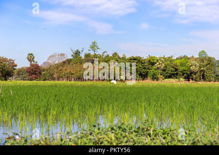 I campi di riso nei pressi di Hpa-an, Stato di Kayin, Myanmar Foto Stock