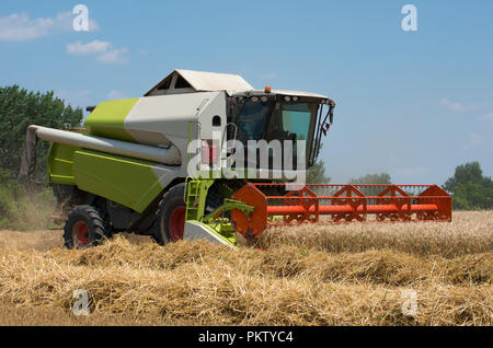 Macchina trebbiatrice per il raccolto del frumento di lavoro nel campo. Foto Stock