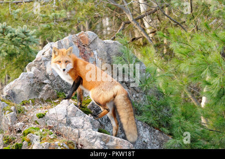 Red Fox in piedi su una roccia con sfondo sempreverde nella foresta. Foto Stock