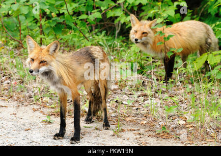 Red Fox maschio e femmina godendo le sue circostanti.