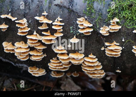 Wild piccolo marrone di funghi che crescono su un tronco di albero con muschio verde della foresta Foto Stock