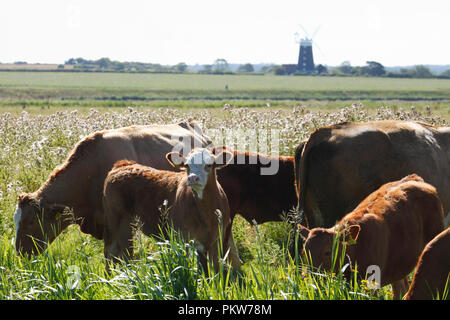 Il pascolo di bestiame su Norton Marsh sulla Costa North Norfolk vicino a Burnham Overy. Foto Stock