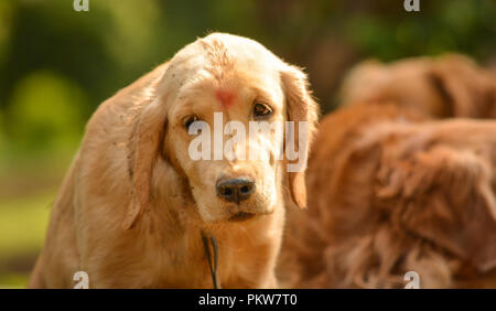 Di razza golden retriever guarda cane pigro in posizione di parcheggio Foto Stock