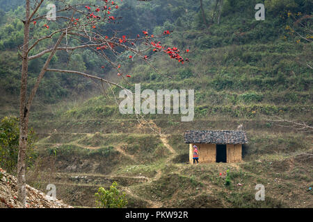 Il Vietnam paesaggio. Fioritura Bombax ceiba tree o di seta rossa fiore di cotone dalla vecchia casa Foto Stock