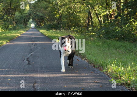 Border Collie a giocare con alberi e erba verde sul sentiero Foto Stock