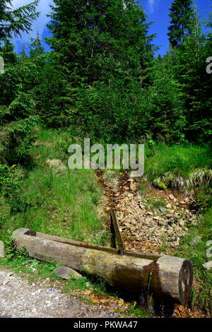 Vista panoramica del trogolo di acqua e grondaia scavate dai registri per la raccolta di acqua di sorgente in una radura circondata da abeti Foto Stock