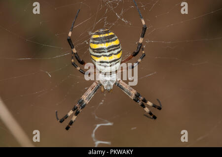 Wasp spider, Argiope bruennichi, sul web, Santpedor, Catalogna, Spagna Foto Stock