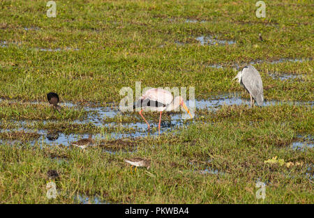 Giallo-fatturati Cicogne (Mycteria ibis) nel Parco Nazionale della Sierra Nevada, Spagna Foto Stock