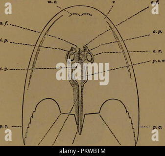 "Catalogo di fossili di pesci nel British Museum di Storia Naturale) .." (1889) Foto Stock