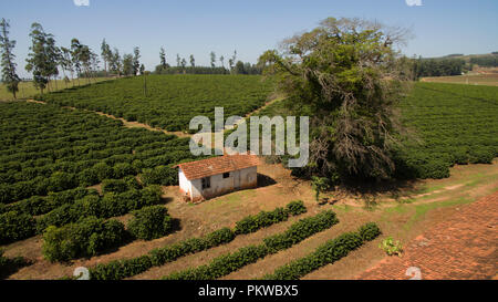 Piantagione di caffè. Casa della gallina. Casa semplice. Foto Stock