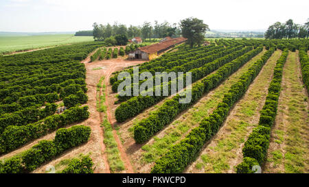 Piantagione di caffè. Casa della gallina. Casa semplice. Foto Stock