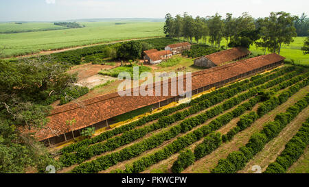 Piantagione di caffè. Casa della gallina. Casa semplice. Foto Stock