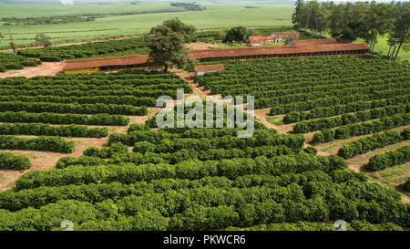 Piantagione di caffè. Casa della gallina. Casa semplice. Foto Stock