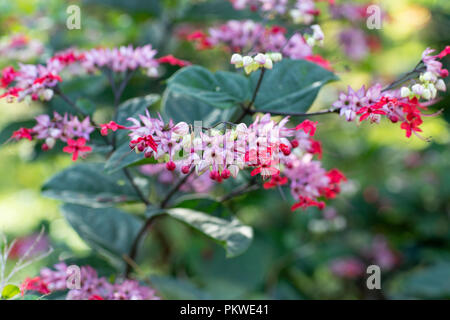 Fiore con sfondo sfocato. Fiori rosa e viola. Foto Stock