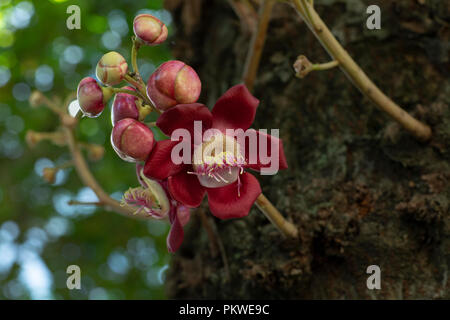 Couroupita guianensis. Fiori e frutti esotici. Comune nel paesaggio di Rio de Janeiro in Brasile. Foto Stock