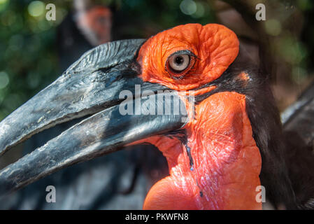 Massa meridionale hornbill (Bucorvus leadbeateri) presso lo Zoo di Atlanta vicino a downtown Atlanta, Georgia. (USA) Foto Stock