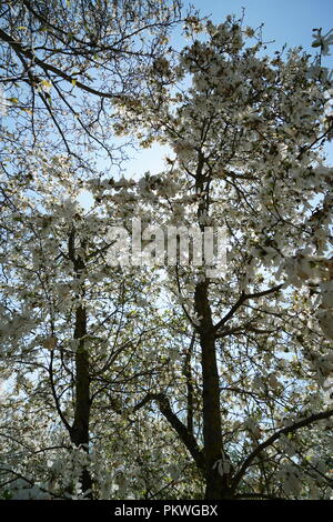 Piante rare provenienti da altri paesi che crescono di pari passo con una buona assistenza in Germania Foto Stock