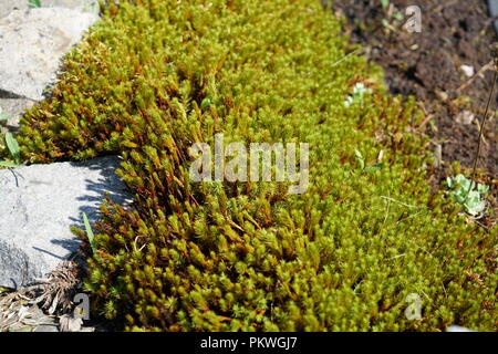 Piante rare provenienti da altri paesi che crescono di pari passo con una buona assistenza in Germania Foto Stock