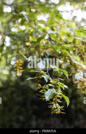 Semi di platano maturazione sui rami di un sicomoro, pronto a diventare gli elicotteri, natura di giocattoli, popolare con i bambini in autunno nel Regno Unito Foto Stock