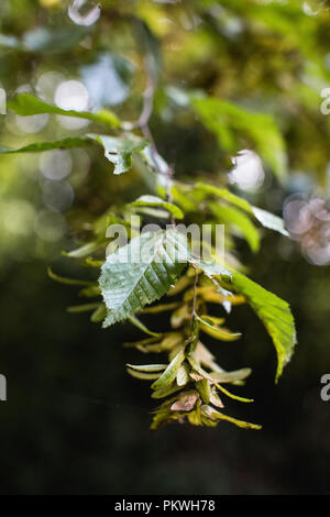 Semi di platano maturazione sui rami di un sicomoro, pronto a diventare gli elicotteri, natura di giocattoli, popolare con i bambini in autunno nel Regno Unito Foto Stock