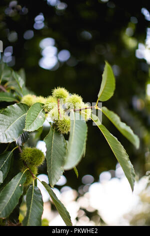 Le castagne in pungenti verde sementi casi maturazione su rami di un castagno, pronto per essere consumato in autunno nel Regno Unito Foto Stock