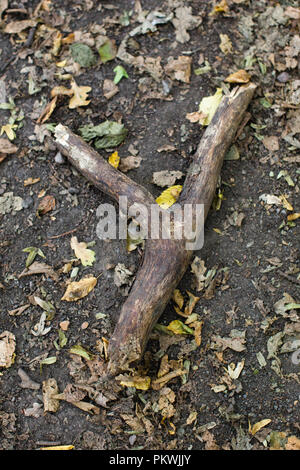 Alfabeto trovati utilizzando ramoscelli e registri su un verde foresta (foreste) piano per formare a-z lettere - la lettera y Foto Stock