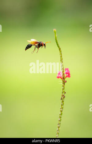 Fango nero Wasp (Delta Emarginatum) passando vicino Stachytarpheta mutabilis Foto Stock