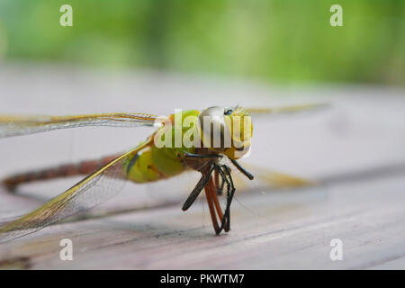 Luminose dragonfly sbarcati sul portico anteriore in Pennsylvania. Foto Stock