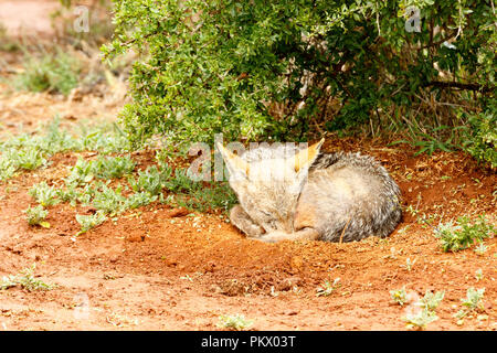 Nero-backed Jackal dormire a terra sotto l'albero. Foto Stock