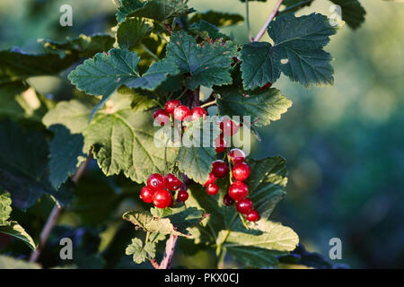Ripe rosso bacche Ribes pesare sui rami Foto Stock