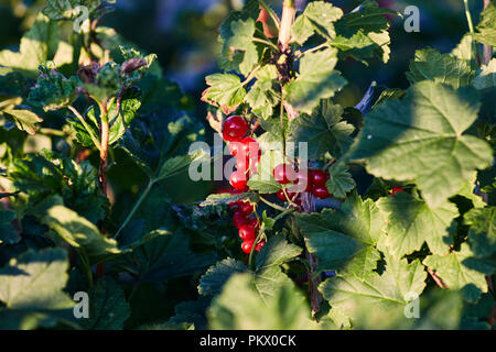 Ripe rosso bacche Ribes pesare sui rami Foto Stock