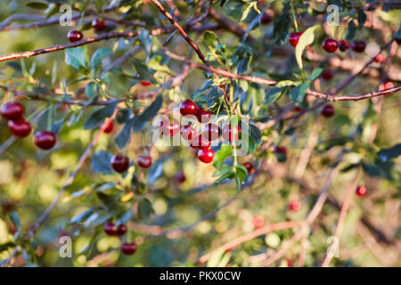 Ciliegio rami con mature di bacche rosse Foto Stock