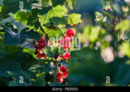 Ripe rosso bacche Ribes pesare sui rami Foto Stock