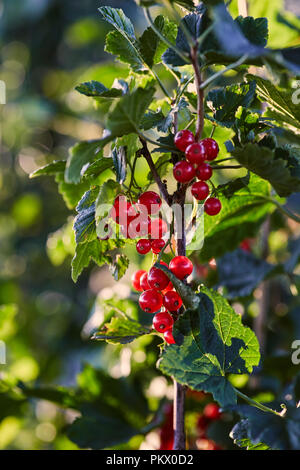 Ripe rosso bacche Ribes pesare sui rami Foto Stock