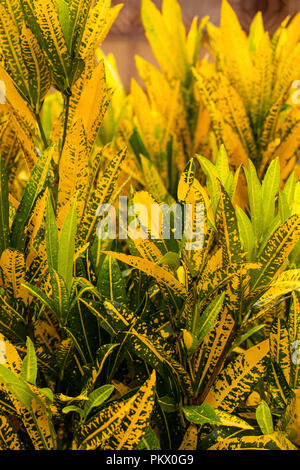 Croton pianta che cresce in Kenya, Africa Foto Stock