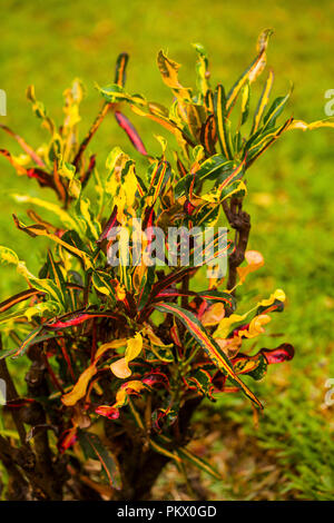 Croton pianta che cresce in Kenya, Africa Foto Stock