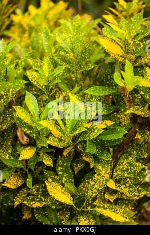 Croton pianta che cresce in Kenya, Africa Foto Stock