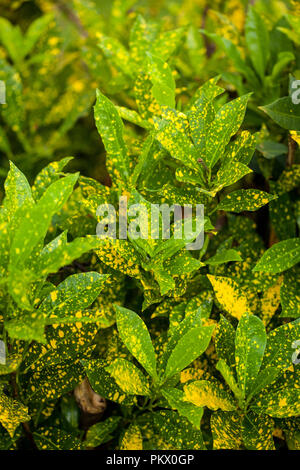 Croton pianta che cresce in Kenya, Africa Foto Stock