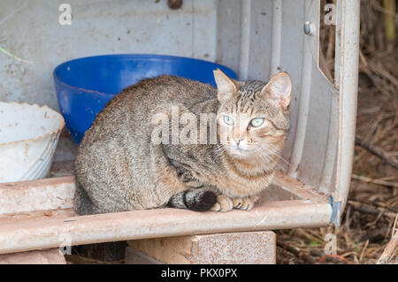 Street tabby cat, capelli corti, tacca in un orecchio per indicare che sono castrato Foto Stock