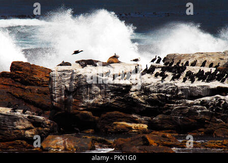 Enormi onde che si infrangono sulla costa scoscesa minacciano la sicurezza di foche e cormorani presso il Capo di Buona Speranza in Sud Africa. Foto Stock