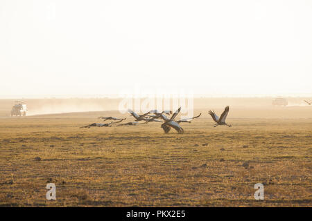 Grey Crowned Crane (Balearica regulorum Foto Stock