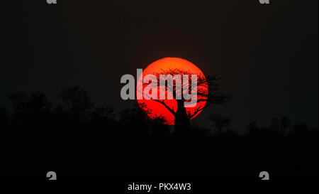 Baobab al tramonto. Parco Nazionale di Kruger, Provincia del Nord, Sud Africa. Il 17 agosto 2018. Foto Stock