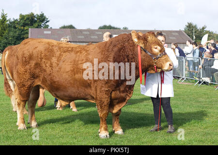 South Devon bull essendo mostrato Foto Stock