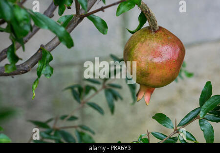 Melograno pianta in vaso Foto Stock