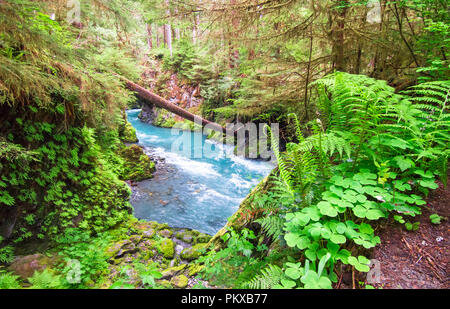 Il Quinault fiume scorre attraverso lussureggianti foreste pluviali temperate nel Parco Nazionale di Olympic, Washington. Foto Stock