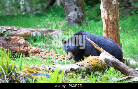 Un orso nero (Ursus americanus) passeggiate attraverso un campo erboso nel Parco Nazionale di Olympic, Washington. Foto Stock